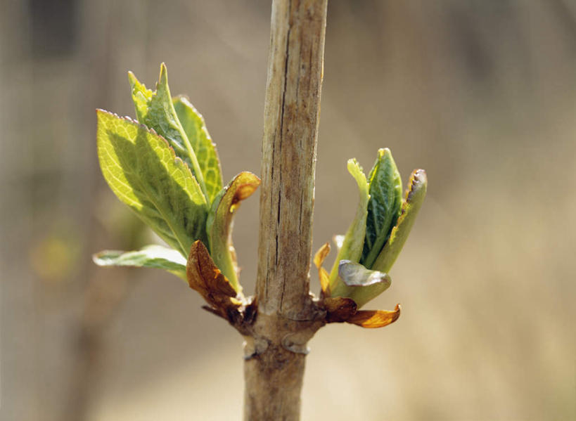 无人,横图,室外,特写,白天,正面,旅游,度假,美景,八仙花,叶子,朦胧,模糊,盛开,景观,发芽,绿叶,花蕾,娱乐,幼苗,花,花瓣,花朵,鲜花,自然,花苞,花蕊,绣球花,享受,休闲,嫩叶,景色,放松,紫阳花,洋绣球,自然风光,草绣球,斗球,七变化,粉团花,叶,叶片,彩图