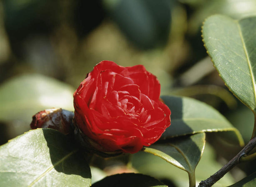 无人,横图,俯视,室外,特写,白天,旅游,度假,美景,山茶花,叶子,东京,日本,亚洲,阴影,朦胧,模糊,盛开,光线,影子,景观,绿叶,花蕾,娱乐,花,花瓣,花朵,鲜花,一朵,红色,阳光,自然,花苞,花蕊,享受,休闲,嫩叶,景色,放松,自然风光,东亚,本州,关东地方,本州岛,日本国,东京都,玉茗花,耐冬,海石榴,茶花,叶,叶片,彩图,高角度拍摄