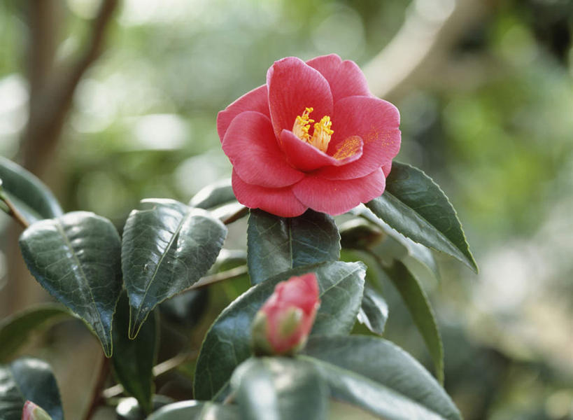 无人,横图,俯视,室外,特写,白天,旅游,度假,美景,山茶花,叶子,东京,日本,亚洲,阴影,朦胧,模糊,盛开,光线,影子,景观,绿叶,花蕾,娱乐,花,花瓣,花朵,鲜花,一朵,红色,阳光,自然,花苞,花蕊,享受,休闲,嫩叶,景色,放松,自然风光,东亚,本州,关东地方,本州岛,日本国,东京都,玉茗花,耐冬,海石榴,茶花,叶,叶片,彩图,高角度拍摄