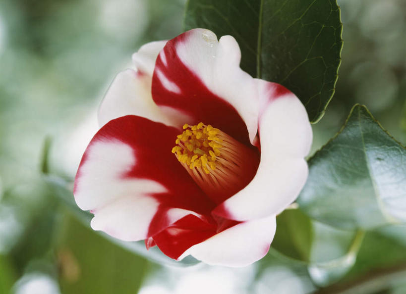 无人,横图,俯视,室外,特写,白天,旅游,度假,美景,山茶花,叶子,东京,日本,亚洲,朦胧,模糊,盛开,景观,绿叶,花蕾,娱乐,花,花瓣,花朵,鲜花,一朵,红色,白色,自然,花苞,花蕊,享受,休闲,嫩叶,景色,放松,自然风光,东亚,本州,关东地方,本州岛,日本国,东京都,玉茗花,耐冬,海石榴,茶花,叶,叶片,彩图,高角度拍摄