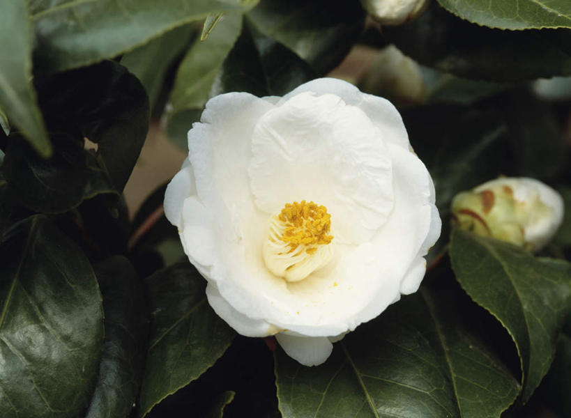 无人,横图,俯视,室外,特写,白天,旅游,度假,美景,山茶花,叶子,东京,日本,亚洲,朦胧,模糊,盛开,景观,绿叶,花蕾,娱乐,花,花瓣,花朵,鲜花,一朵,白色,自然,花苞,花蕊,享受,休闲,嫩叶,景色,放松,自然风光,东亚,本州,关东地方,本州岛,日本国,东京都,玉茗花,耐冬,海石榴,茶花,叶,叶片,彩图,高角度拍摄