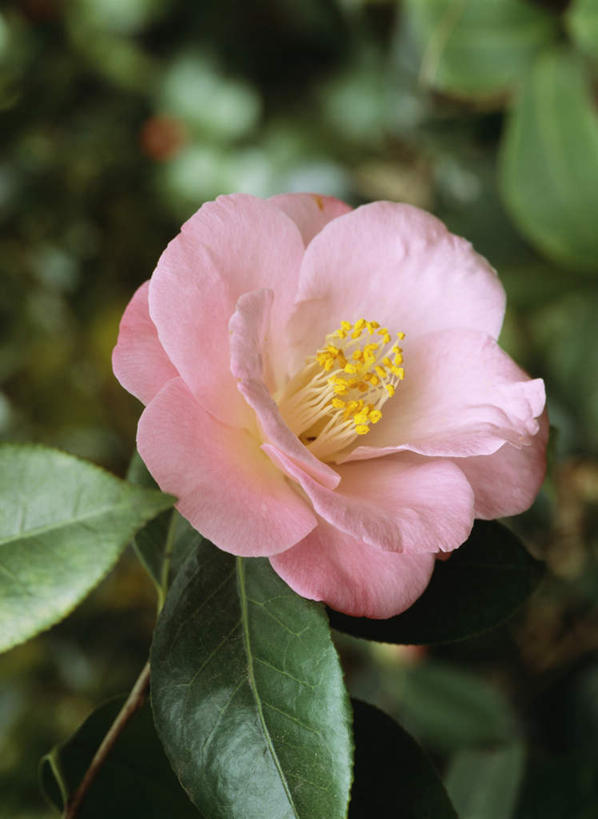 无人,竖图,俯视,室外,特写,白天,旅游,度假,美景,山茶花,叶子,东京,日本,亚洲,朦胧,模糊,盛开,景观,绿叶,花蕾,娱乐,花,花瓣,花朵,鲜花,一朵,粉色,自然,花苞,花蕊,享受,休闲,嫩叶,景色,放松,自然风光,东亚,本州,关东地方,本州岛,日本国,东京都,玉茗花,耐冬,海石榴,茶花,叶,叶片,彩图,高角度拍摄