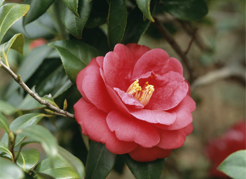 无人,横图,俯视,室外,特写,白天,旅游,度假,美景,山茶花,叶子,东京,日本,亚洲,朦胧,模糊,盛开,景观,绿叶,花蕾,娱乐,花,花瓣,花朵,鲜花,一朵,红色,自然,花苞,花蕊,享受,休闲,嫩叶,景色,放松,自然风光,东亚,本州,关东地方,本州岛,日本国,东京都,玉茗花,耐冬,海石榴,茶花,叶,叶片,彩图,高角度拍摄