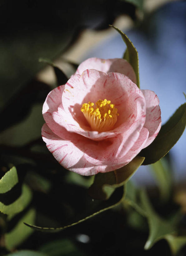 无人,竖图,室外,特写,白天,仰视,旅游,度假,美景,山茶花,叶子,东京,日本,亚洲,朦胧,模糊,盛开,景观,绿叶,花蕾,娱乐,花,花瓣,花朵,鲜花,一朵,红色,自然,花苞,花蕊,享受,休闲,嫩叶,景色,放松,自然风光,东亚,本州,关东地方,本州岛,日本国,东京都,玉茗花,耐冬,海石榴,茶花,叶,叶片,彩图,低角度拍摄