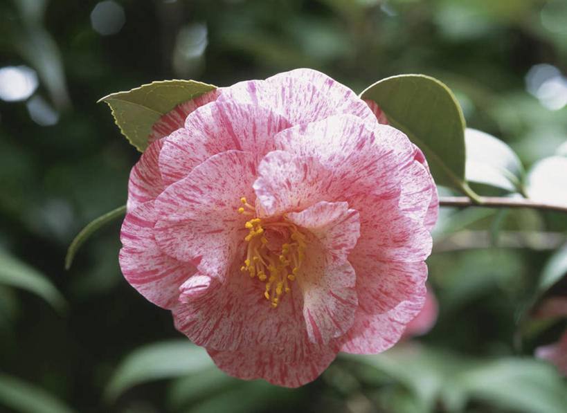 无人,横图,俯视,室外,特写,白天,旅游,度假,美景,山茶花,叶子,东京,日本,亚洲,朦胧,模糊,盛开,景观,绿叶,花蕾,娱乐,花,花瓣,花朵,鲜花,一朵,粉色,自然,花苞,花蕊,享受,休闲,嫩叶,景色,放松,自然风光,东亚,本州,关东地方,本州岛,日本国,东京都,玉茗花,耐冬,海石榴,茶花,叶,叶片,彩图,高角度拍摄