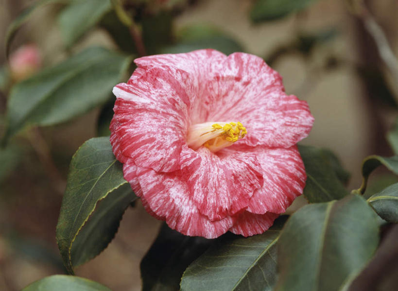 无人,横图,俯视,室外,特写,白天,旅游,度假,美景,山茶花,叶子,东京,日本,亚洲,朦胧,模糊,盛开,景观,绿叶,花蕾,娱乐,花,花瓣,花朵,鲜花,一朵,粉色,自然,花苞,花蕊,享受,休闲,嫩叶,景色,放松,自然风光,东亚,本州,关东地方,本州岛,日本国,东京都,玉茗花,耐冬,海石榴,茶花,叶,叶片,彩图,高角度拍摄