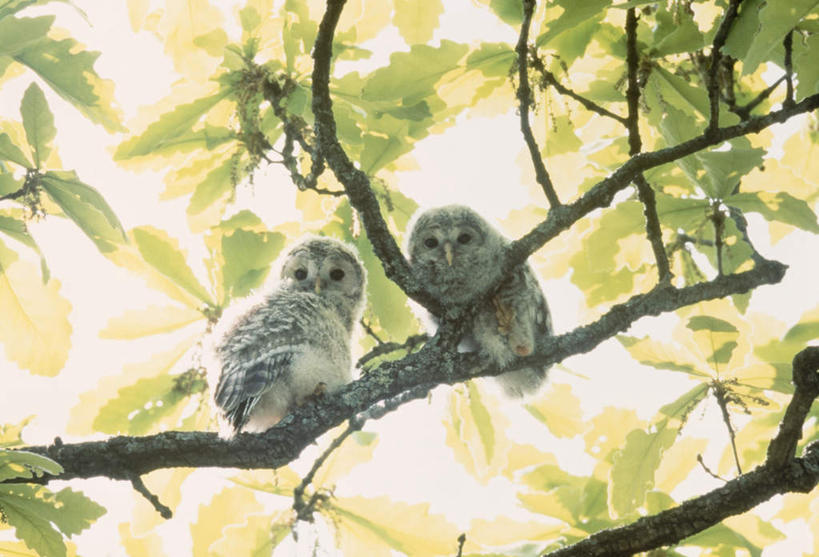 无人,站,横图,室外,特写,白天,仰视,旅游,度假,美景,植物,猫头鹰,鸟,野生动物,北海道,日本,亚洲,一排,朦胧,模糊,整齐,鸟类,景观,注视,娱乐,树,树木,排列,一只,绿色,自然,动物,观察,看,站着,享受,休闲,景色,放松,生长,成长,观看,察看,队列,关注,自然风光,凶猛,东亚,日本国,北海道地方,北海道岛,残暴,凶残,鸮,枭,站立,彩图,低角度拍摄,全身