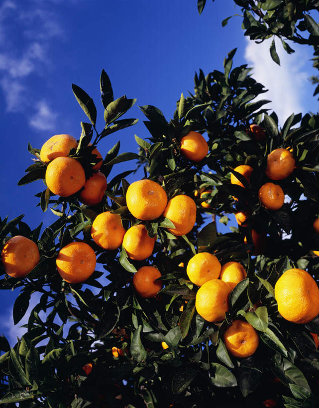 无人,竖图,室外,特写,白天,仰视,植物,柑橘,水果,神奈川,日本,亚洲,许多,新鲜,云,云朵,生食,食品,果实,神奈川县,云彩,树,树木,食物,蓝色,绿色,白云,蓝天,天空,自然,天,有机食品,绿色食品,生长,晴朗,成长,东亚,本州,关东地方,本州岛,日本国,晴空,橘子,桔子,橙子,橙,彩图,低角度拍摄