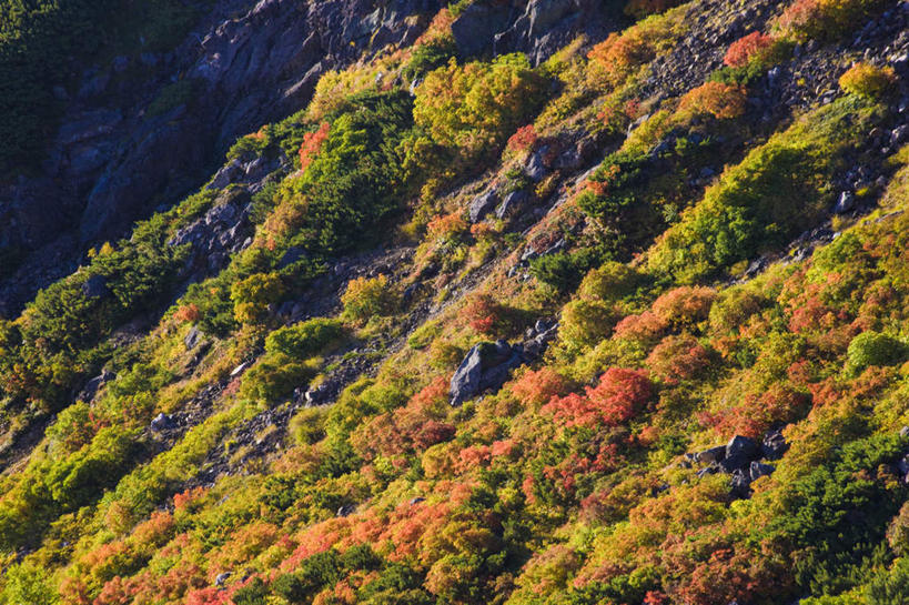 无人,横图,俯视,航拍,室外,白天,旅游,度假,美景,秋季,山,山脉,植物,长野县,日本,亚洲,阴影,光线,影子,景观,山峰,山峦,娱乐,树,树木,黄色,绿色,阳光,自然,群山,享受,休闲,景色,放松,生长,成长,鸟瞰,自然风光,东亚,本州,本州岛,日本国,中部地方,长野,秋,秋天,彩图,高角度拍摄