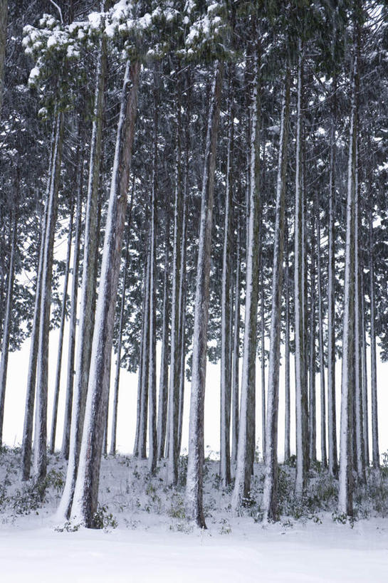 无人,竖图,室外,白天,仰视,旅游,度假,美景,森林,树林,雪,植物,大雪,日本,亚洲,积雪,景观,雪景,冬季,冬天,娱乐,树,树木,绿色,自然,享受,休闲,景色,放松,寒冷,生长,成长,自然风光,东亚,本州,本州岛,日本国,近畿地方,近畿,滋贺,滋贺县,严寒,彩图,低角度拍摄