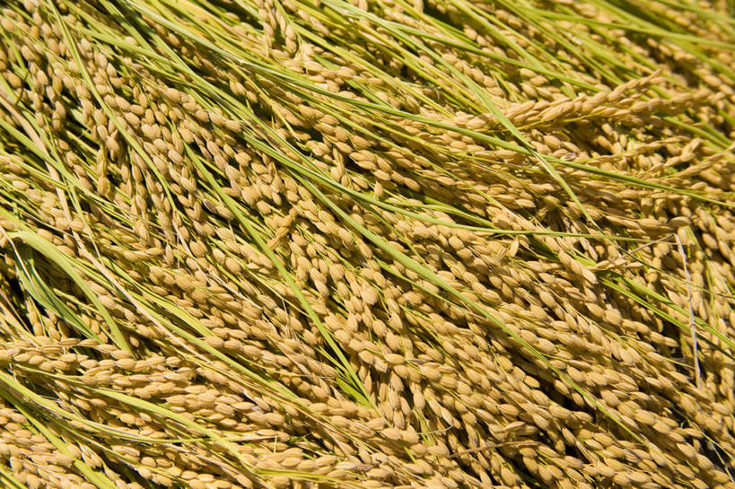 无人,农田,横图,俯视,室外,特写,白天,农业,庄稼,农作物,美景,秋季,阴影,丰收,朦胧,模糊,光线,影子,稻田,景观,谷物,水稻,稻,阳光,自然,景色,收获,自然风光,秋,秋天,彩图,高角度拍摄,耕地,庄稼田