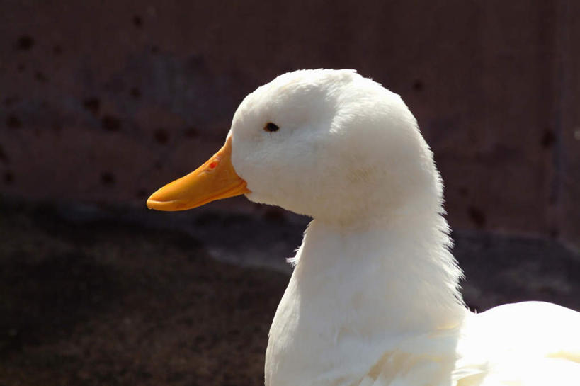 无人,站,横图,俯视,室外,特写,白天,石头,阴影,朦胧,模糊,光线,鸭子,石子,影子,家禽,一只,白色,阳光,动物,站着,牲畜,石块,岩石,站立,半身,彩图,高角度拍摄