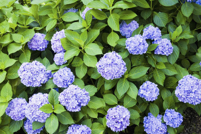 无人,横图,俯视,室外,特写,白天,旅游,度假,花海,花圃,美景,植物,八仙花,叶子,许多,朦胧,模糊,盛开,景观,绿叶,花蕾,娱乐,花,花瓣,花朵,花卉,鲜花,蓝色,绿色,自然,花丛,花田,花苞,花蕊,绣球花,享受,休闲,嫩叶,景色,放松,生长,成长,紫阳花,洋绣球,自然风光,草绣球,斗球,七变化,粉团花,叶,叶片,彩图,高角度拍摄