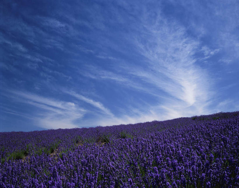 无人,横图,室外,白天,仰视,爱情,旅游,度假,花海,花圃,美景,植物,叶子,北海道,日本,亚洲,许多,盛开,景观,云,云朵,绿叶,背光,浪漫,花蕾,云彩,娱乐,花,花瓣,花朵,花卉,鲜花,蓝色,绿色,白云,蓝天,天空,自然,香草,花丛,花田,天,花苞,花蕊,薰衣草,享受,休闲,嫩叶,景色,放松,生长,晴朗,成长,自然风光,呼吸,逆光,东亚,日本国,北海道地方,北海道岛,灵香草,黄香草,奇迹,叶,叶片,晴空,彩图,低角度拍摄