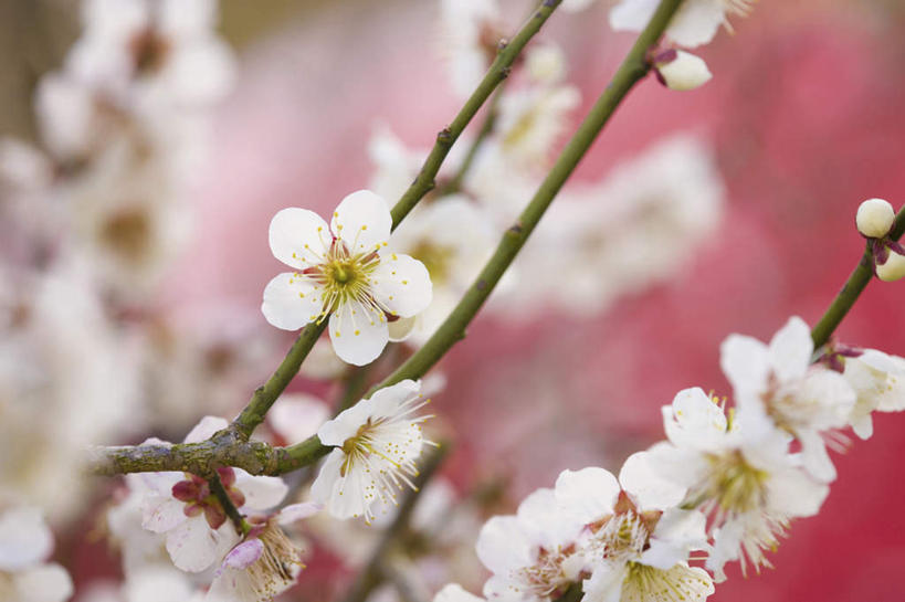 无人,横图,室外,特写,白天,正面,旅游,度假,美景,植物,朦胧,模糊,盛开,景观,梅花,花蕾,娱乐,花,花瓣,花朵,鲜花,树,树木,树枝,绿色,白色,自然,花苞,花蕊,享受,休闲,景色,放松,生长,成长,高雅,坚强,自然风光,梅,彩图