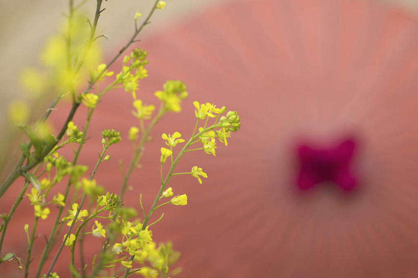 无人,横图,俯视,室外,白天,旅游,度假,幸福,花海,花圃,美景,植物,叶子,一把,许多,朦胧,模糊,盛开,伞,雨伞,纸伞,景观,绿叶,古典,花蕾,油纸伞,文化,娱乐,阳伞,花,花瓣,花朵,花卉,鲜花,黄色,红色,绿色,自然,花丛,花田,花苞,花蕊,油菜花,享受,休闲,嫩叶,景色,放松,生长,成长,纪念,吉祥,自然风光,古朴,平安,叶,叶片,彩图,高角度拍摄