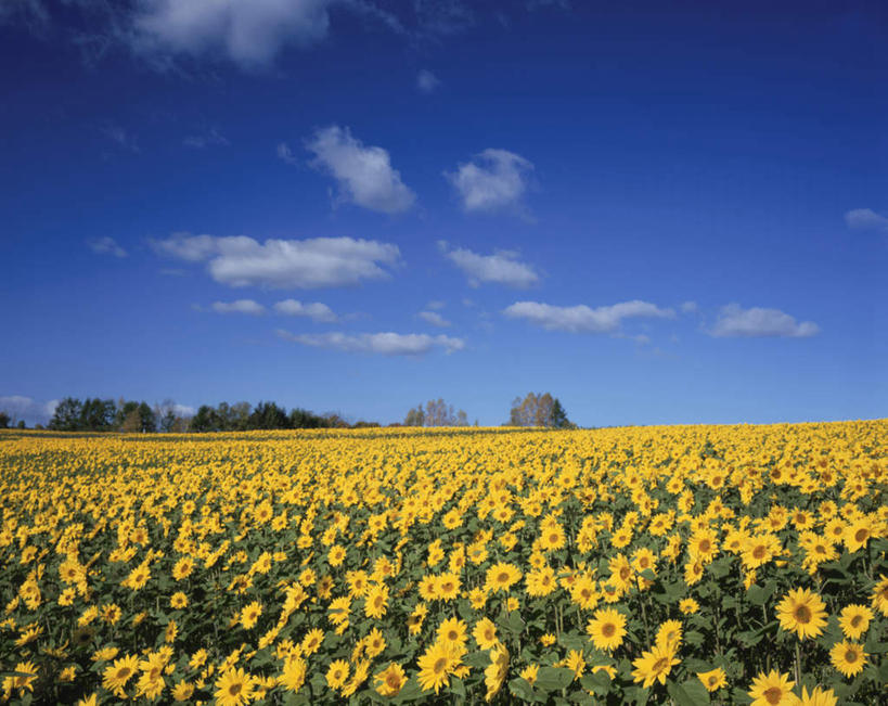 无人,横图,室外,白天,正面,爱情,旅游,度假,幸福,花海,花圃,美景,太阳,植物,向日葵,叶子,北海道,日本,亚洲,许多,阴影,盛开,光线,影子,景观,云,云朵,绿叶,花蕾,云彩,娱乐,花,花瓣,花朵,花卉,鲜花,黄色,蓝色,绿色,白云,蓝天,天空,阳光,自然,花丛,花田,天,花苞,花蕊,享受,休闲,嫩叶,景色,放松,生长,晴朗,成长,自然风光,光辉,东亚,沉默,忠诚,日本国,北海道地方,北海道岛,勇敢,投缘,爱慕,高傲,朝阳花,葵花,望日莲,向阳花,转日莲,叶,叶片,晴空,彩图