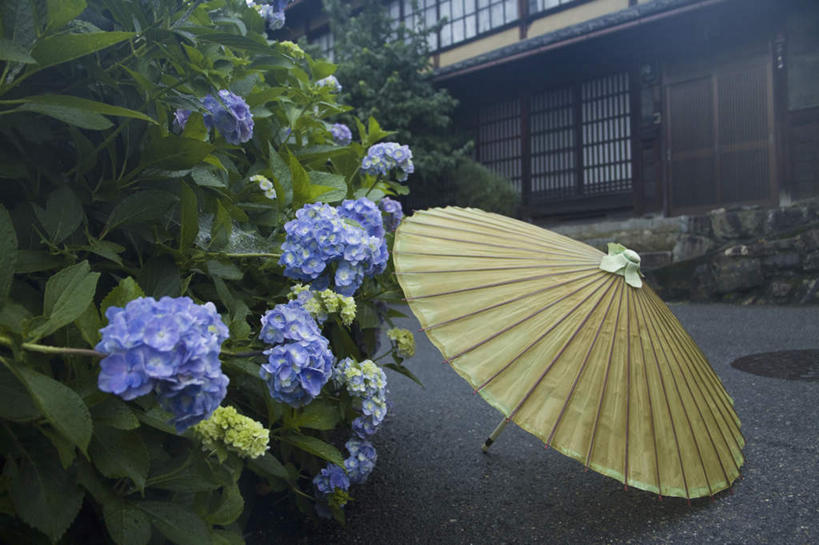 无人,家,横图,室外,白天,正面,旅游,度假,幸福,花海,花圃,美景,植物,道路,街道,路,公路,八仙花,叶子,日本,亚洲,一把,许多,盛开,伞,雨伞,纸伞,房屋,屋子,景观,绿叶,交通,古典,花蕾,油纸伞,文化,娱乐,阳伞,楼房,住宅,花,花瓣,花朵,花卉,鲜花,蓝色,绿色,自然,花丛,花田,花苞,花蕊,绣球花,享受,休闲,嫩叶,景色,放松,生长,成长,纪念,紫阳花,洋绣球,吉祥,自然风光,古朴,东亚,本州,本州岛,日本国,近畿地方,近畿,滋贺,滋贺县,草绣球,斗球,七变化,粉团花,平安,叶,叶片,马路,彩图,房子