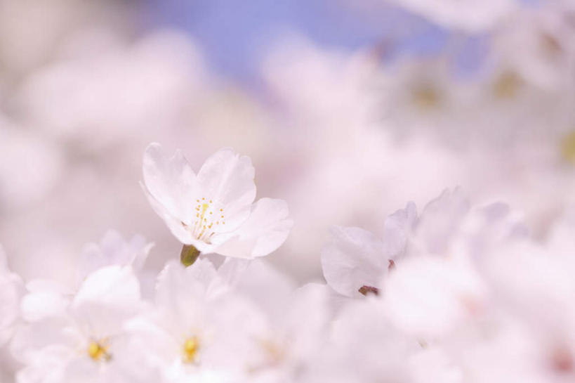 无人,横图,室外,特写,白天,仰视,旅游,度假,美景,植物,樱花,许多,朦胧,模糊,盛开,景观,娱乐,花,花瓣,花朵,花卉,鲜花,粉色,自然,花蕊,享受,休闲,景色,放松,自然风光,仙樱花,福岛樱,青肤樱,荆桃,彩图,低角度拍摄