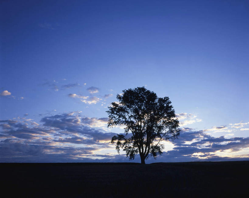 无人,横图,室外,白天,正面,旅游,度假,美景,日落,植物,北海道,日本,亚洲,一棵,朦胧,模糊,地平线,景观,晚霞,霞光,落日,辽阔,地面,背光,娱乐,树,树木,绿色,天空,自然,黄昏,天,享受,休闲,景色,彩霞,放松,生长,成长,一望无际,自然风光,延伸,逆光,东亚,日本国,天地相交,北海道地方,北海道岛,美瑛町,美瑛,夕照,夕阳,彩图,斜阳