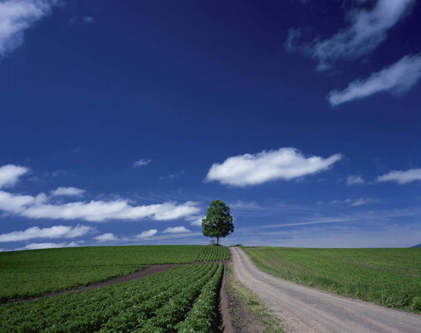无人,农田,横图,室外,白天,正面,旅游,度假,庄稼,农作物,草地,草坪,美景,植物,道路,路,北海道,日本,亚洲,一棵,朦胧,模糊,景观,云,云朵,小路,交通,云彩,娱乐,草,树,树木,蓝色,绿色,白云,蓝天,天空,自然,天,享受,休闲,景色,放松,生长,晴朗,成长,自然风光,东亚,日本国,北海道地方,北海道岛,晴空,彩图,耕地,庄稼田