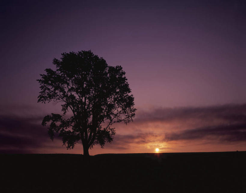 无人,横图,室外,白天,正面,旅游,度假,日出,美景,太阳,植物,北海道,日本,亚洲,一棵,朦胧,模糊,地平线,景观,辽阔,地面,朝霞,晨曦,黎明,背光,娱乐,树,树木,绿色,天空,阳光,自然,天,享受,休闲,景色,放松,生长,成长,一望无际,自然风光,延伸,逆光,东亚,日本国,天地相交,北海道地方,北海道岛,美瑛町,美瑛,朝阳,彩图,破晓