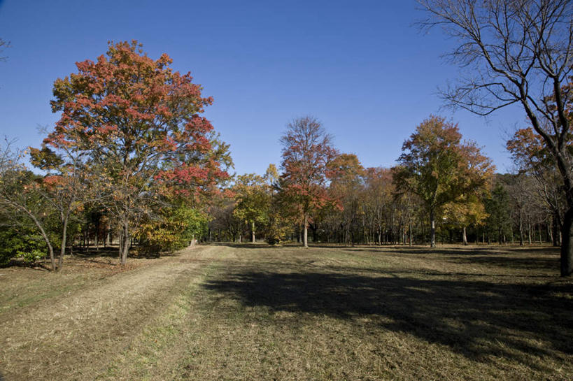 无人,横图,室外,白天,正面,旅游,度假,草地,草坪,美景,秋季,植物,东京,日本,亚洲,阴影,朦胧,模糊,光线,影子,景观,娱乐,草,树,树木,蓝色,绿色,蓝天,天空,阳光,自然,天,享受,休闲,景色,放松,生长,晴朗,成长,自然风光,东亚,本州,万里无云,关东地方,本州岛,日本国,东京都,晴空,晴空万里,秋,秋天,彩图