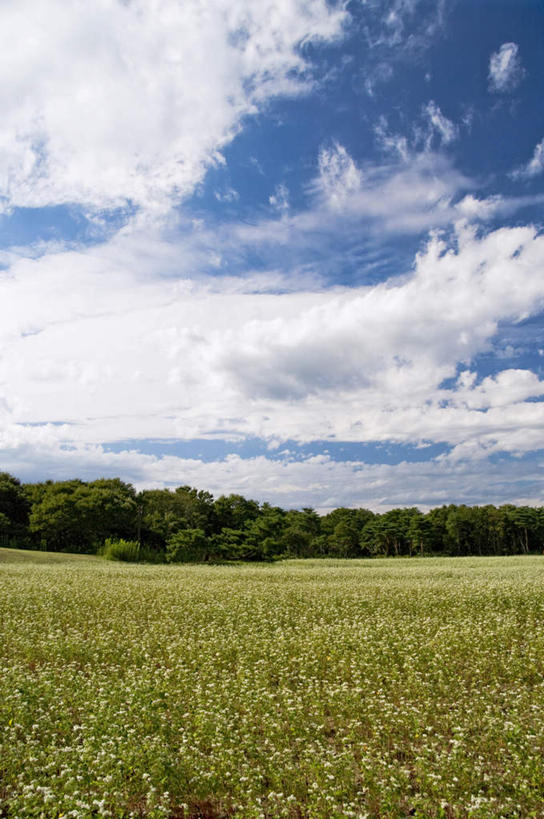 无人,竖图,室外,白天,仰视,旅游,度假,草地,草坪,美景,树林,植物,日本,亚洲,阴影,朦胧,模糊,光线,影子,景观,云,云朵,云彩,娱乐,草,树,树木,蓝色,绿色,白云,蓝天,天空,阳光,自然,天,享受,休闲,景色,放松,生长,晴朗,成长,自然风光,东亚,本州,茨城,茨城县,关东地方,本州岛,日本国,笠间,笠间市,晴空,彩图,低角度拍摄