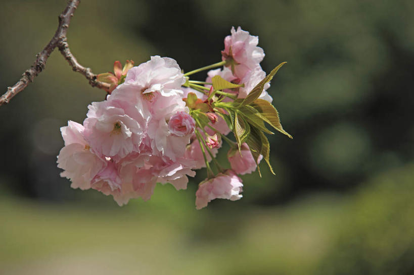 无人,横图,室外,特写,白天,正面,旅游,度假,美景,樱花,日本,亚洲,许多,阴影,朦胧,模糊,盛开,光线,影子,景观,花蕾,娱乐,花,花瓣,花朵,鲜花,树枝,粉色,阳光,自然,花苞,花蕊,享受,休闲,景色,放松,自然风光,东亚,本州,关东地方,本州岛,日本国,仙樱花,福岛樱,青肤樱,崎玉,崎玉县,荆桃,彩图