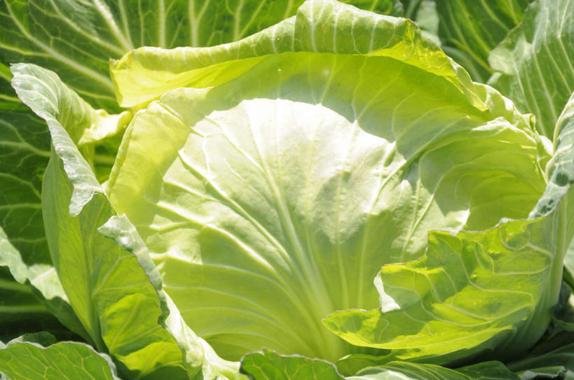 无人,农田,横图,俯视,室外,特写,白天,庄稼,农作物,美景,椰菜,卷心菜,阴影,朦胧,模糊,光线,影子,景观,一个,阳光,自然,景色,单个,自然风光,结球甘蓝,甘兰,包心菜,彩图,高角度拍摄,耕地,庄稼田