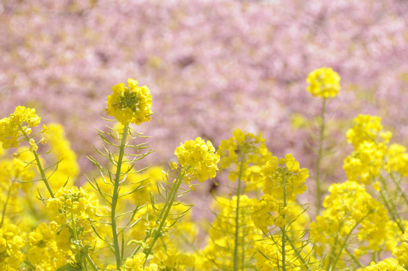 无人,横图,室外,白天,正面,旅游,度假,花海,花圃,美景,植物,樱花,叶子,阴影,朦胧,模糊,盛开,光线,影子,景观,花蕾,娱乐,花,花瓣,花朵,花卉,鲜花,粉色,绿色,阳光,自然,花丛,花束,花田,花苞,花蕊,油菜花,享受,休闲,景色,放松,自然风光,仙樱花,福岛樱,青肤樱,荆桃,彩图,芸苔,芸薹
