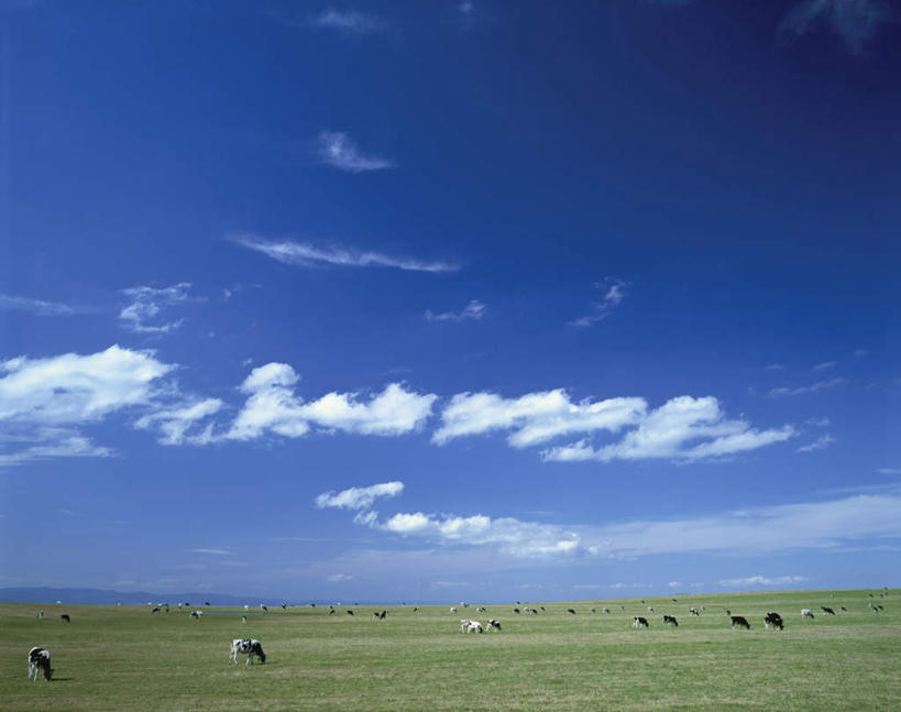 无人,站,横图,室外,白天,正面,旅游,度假,草地,草坪,美景,植物,牛,北海道,日本,亚洲,许多,阴影,光线,影子,地平线,景观,云,云朵,辽阔,地面,云彩,娱乐,草,蓝色,绿色,白云,蓝天,天空,阳光,自然,动物,天,站着,享受,休闲,广阔,家畜,景色,放松,牲畜,晴朗,一望无际,自然风光,延伸,东亚,日本国,天地相交,北海道地方,北海道岛,美瑛町,美瑛,无边无际,一马平川,晴空,站立,彩图,全身