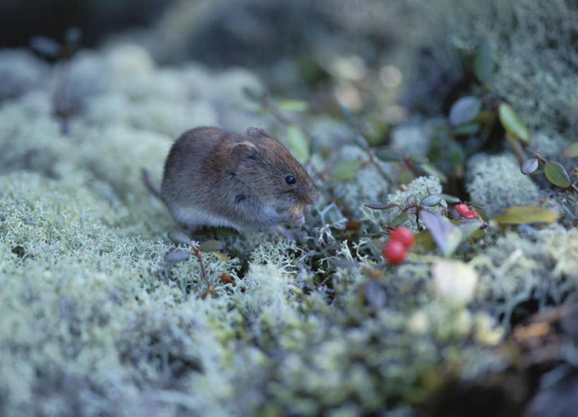 无人,吃,横图,俯视,室外,特写,白天,旅游,度假,草地,草坪,美景,植物,野生动物,老鼠,浆果,阴影,朦胧,模糊,光线,细菌,影子,景观,娱乐,草,一个,一只,红色,绿色,阳光,自然,动物,享受,休闲,景色,放松,单个,自然风光,病菌,传染,四害,耗子,嚼,食,彩图,高角度拍摄