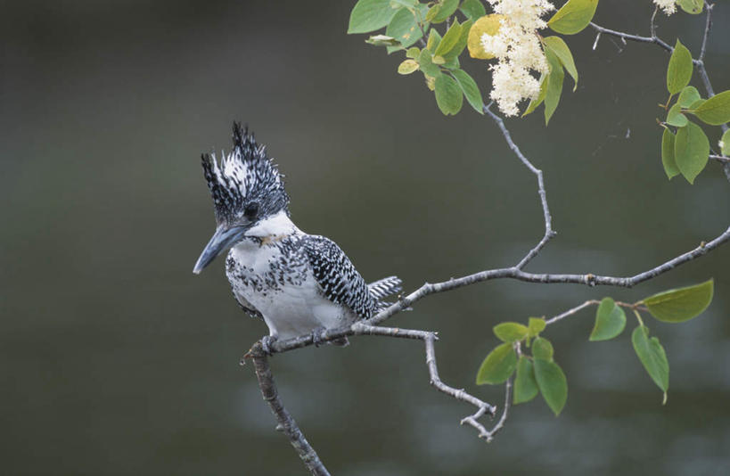 无人,站,横图,室外,特写,白天,正面,旅游,度假,美景,植物,鸟,叶子,一棵,阴影,朦胧,模糊,光线,鸟类,影子,斑点,景观,绿叶,娱乐,树,树木,一只,绿色,阳光,自然,站着,享受,休闲,嫩叶,景色,放松,生长,成长,自然风光,叶,叶片,站立,彩图,全身