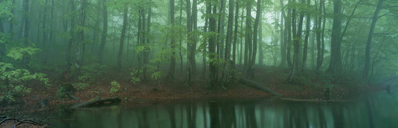 无人,横图,全景,室外,白天,正面,旅游,度假,美景,森林,树林,水,植物,雾,叶子,日本,亚洲,朦胧,模糊,景观,水流,水面,绿叶,娱乐,树,树木,绿色,自然,享受,休闲,嫩叶,景色,放松,生长,成长,迷雾,沼泽,自然风光,东亚,本州,本州岛,日本国,青森,青森县,东北地方,叶,叶片,大雾,彩图