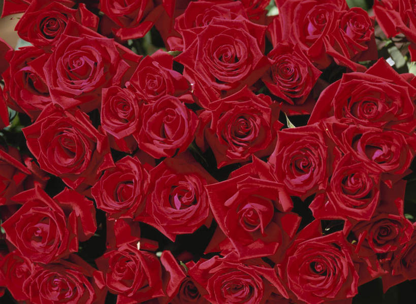 无人,横图,俯视,室外,特写,白天,爱情,旅游,度假,幸福,纯洁,热情,美景,玫瑰,一排,许多,朦胧,模糊,整齐,盛开,景观,玫瑰花,浪漫,花蕾,娱乐,花,花瓣,花朵,鲜花,排列,红色,自然,花苞,花蕊,享受,休闲,温暖,温馨,景色,恩爱,放松,和睦,队列,自然风光,感动,尊敬,天真,刺玫花,徘徊花,彩图,高角度拍摄,融洽