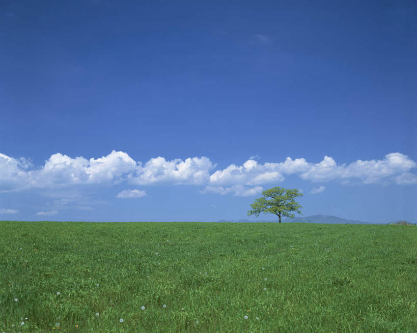 无人,横图,全景,室外,白天,正面,旅游,度假,草地,草坪,美景,天际线,植物,北海道,日本,亚洲,一棵,阴影,朦胧,模糊,光线,影子,地平线,景观,云,云朵,辽阔,地面,云彩,娱乐,草,树,树木,蓝色,绿色,白云,蓝天,天空,阳光,自然,天,享受,休闲,景色,放松,生长,晴朗,成长,一望无际,自然风光,延伸,东亚,日本国,天地相交,北海道地方,北海道岛,晴空,彩图