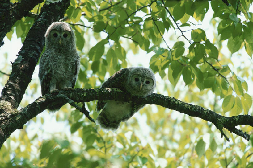无人,站,横图,室外,特写,白天,仰视,旅游,度假,美景,植物,猫头鹰,鸟,野生动物,叶子,阴影,朦胧,模糊,光线,鸟类,影子,景观,绿叶,注视,娱乐,树,树木,蓝色,绿色,蓝天,天空,阳光,自然,动物,天,观察,看,站着,两只,享受,休闲,嫩叶,景色,放松,生长,晴朗,成长,观看,察看,关注,自然风光,凶猛,万里无云,残暴,凶残,叶,叶片,晴空,晴空万里,鸮,枭,站立,彩图,低角度拍摄,全身