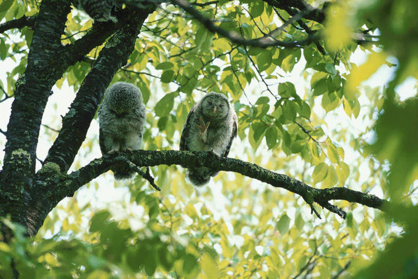 无人,站,横图,室外,特写,白天,仰视,旅游,度假,美景,植物,猫头鹰,鸟,野生动物,叶子,阴影,朦胧,模糊,光线,鸟类,影子,景观,绿叶,注视,娱乐,树,树木,蓝色,绿色,蓝天,天空,阳光,自然,动物,天,观察,看,站着,两只,享受,休闲,嫩叶,景色,放松,生长,晴朗,成长,观看,察看,关注,自然风光,凶猛,万里无云,残暴,凶残,叶,叶片,晴空,晴空万里,鸮,枭,站立,彩图,低角度拍摄,全身