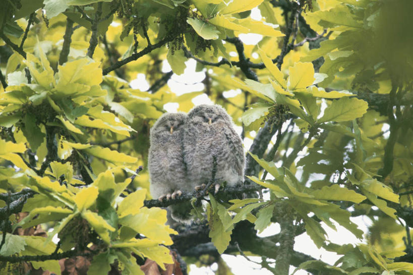 无人,站,横图,室外,特写,白天,仰视,旅游,度假,美景,植物,猫头鹰,鸟,野生动物,叶子,阴影,朦胧,模糊,光线,鸟类,影子,景观,绿叶,注视,娱乐,树,树木,蓝色,绿色,蓝天,天空,阳光,自然,动物,天,观察,看,站着,两只,享受,休闲,嫩叶,景色,放松,生长,晴朗,成长,观看,察看,关注,自然风光,凶猛,万里无云,残暴,凶残,叶,叶片,晴空,晴空万里,鸮,枭,站立,彩图,低角度拍摄,全身