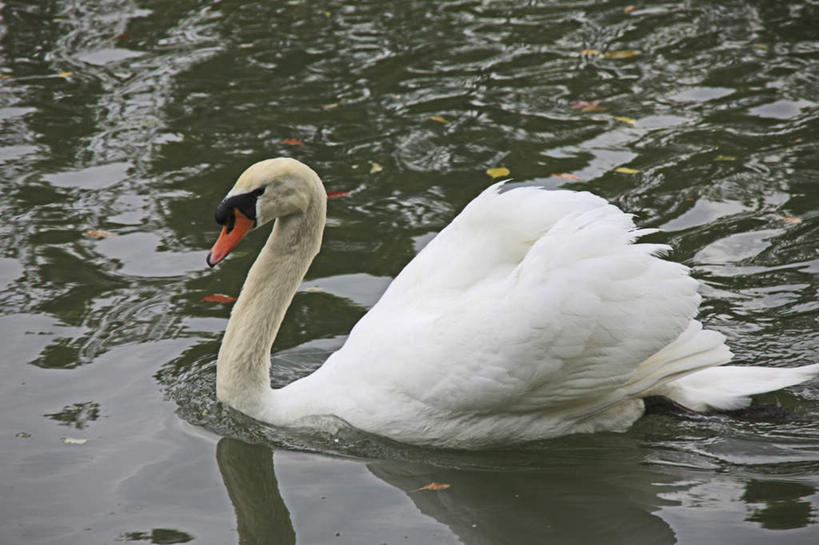 游泳,无人,横图,俯视,室外,特写,白天,旅游,度假,湖,湖泊,美景,水,鸟,野生动物,天鹅,阴影,波纹,朦胧,模糊,光线,鸟类,液体,影子,湖面,景观,水滴,水流,水面,涟漪,娱乐,一只,水纹,阳光,自然,动物,波浪,湖水,享受,休闲,景色,放松,可爱,自然风光,水晕,鹄,彩图,高角度拍摄