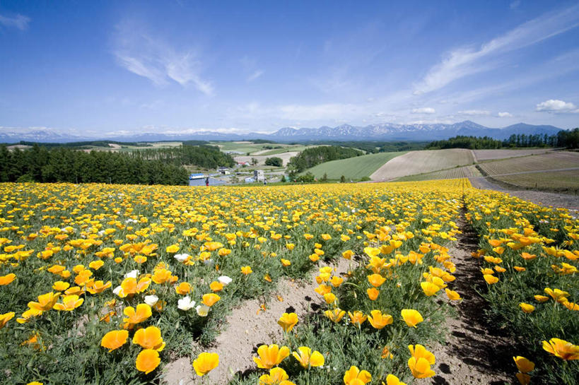 无人,农田,横图,室外,白天,正面,旅游,度假,庄稼,农作物,花海,花圃,美景,植物,罂粟,叶子,北海道,日本,亚洲,许多,阴影,朦胧,模糊,盛开,光线,影子,地平线,景观,云,云朵,辽阔,草药,地面,花蕾,云彩,娱乐,中药,花,花瓣,花朵,花卉,鲜花,树,树木,黄色,蓝色,绿色,白云,蓝天,天空,阳光,自然,花丛,花束,花田,天,花苞,花蕊,享受,休闲,广阔,景色,放松,生长,晴朗,成长,一望无际,毒品,自然风光,延伸,药材,中草药,东亚,中药材,本草,日本国,天地相交,北海道地方,北海道岛,美瑛町,止痛,镇静,安眠,美瑛,无边无际,一马平川,晴空,罂粟花,彩图,耕地,庄稼田