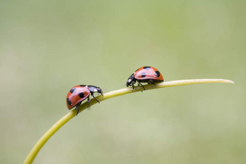 无人,站,攀登,横图,室外,特写,白天,侧面,旅游,度假,草地,草坪,美景,植物,瓢虫,阴影,朦胧,模糊,光线,昆虫,影子,斑点,景观,娱乐,草,绿色,阳光,自然,动物,站着,两只,享受,休闲,爬,景色,放松,自然风光,益虫,攀爬,站立,彩图,全身