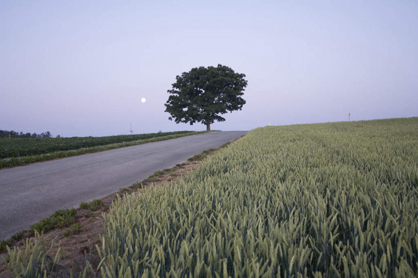 无人,农田,横图,全景,室外,白天,仰视,旅游,度假,庄稼,农作物,草地,草坪,美景,天际线,植物,道路,路,公路,北海道,日本,亚洲,朦胧,模糊,地平线,景观,辽阔,地面,交通,娱乐,草,树,树木,蓝色,绿色,蓝天,天空,自然,天,享受,休闲,景色,放松,生长,晴朗,成长,一望无际,自然风光,延伸,东亚,万里无云,日本国,天地相交,北海道地方,北海道岛,美瑛町,美瑛,晴空,晴空万里,马路,彩图,低角度拍摄,耕地,庄稼田