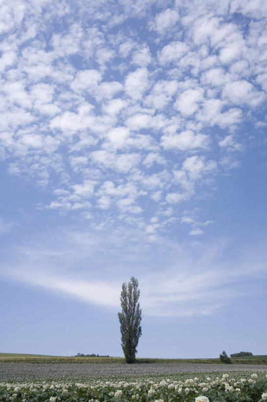 无人,农田,竖图,室外,白天,仰视,旅游,度假,庄稼,农作物,草地,草坪,美景,植物,北海道,日本,亚洲,一棵,朦胧,模糊,地平线,景观,云,云朵,辽阔,地面,云彩,娱乐,草,树,树木,蓝色,绿色,白云,蓝天,天空,自然,天,享受,休闲,广阔,景色,放松,生长,晴朗,成长,一望无际,自然风光,延伸,东亚,日本国,天地相交,北海道地方,北海道岛,富良野,上富良野,无边无际,一马平川,晴空,彩图,低角度拍摄,耕地,庄稼田