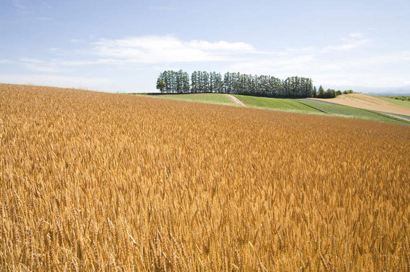 无人,农田,横图,全景,室外,白天,正面,旅游,度假,庄稼,农作物,草地,草坪,美景,树林,天际线,植物,北海道,日本,亚洲,一排,整齐,地平线,景观,云,云朵,辽阔,地面,云彩,娱乐,草,树,树木,排列,蓝色,绿色,白云,蓝天,天空,自然,天,享受,休闲,景色,放松,生长,晴朗,成长,一望无际,队列,自然风光,延伸,东亚,日本国,天地相交,北海道地方,北海道岛,美瑛町,美瑛,晴空,彩图,耕地,庄稼田