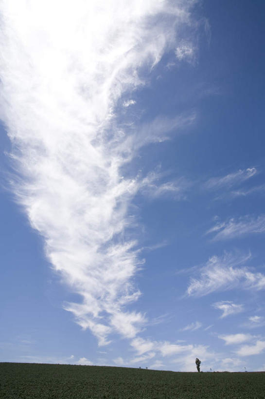 无人,农田,竖图,全景,室外,白天,仰视,旅游,度假,庄稼,农作物,美景,天际线,植物,北海道,日本,亚洲,一棵,朦胧,模糊,地平线,景观,云,云朵,辽阔,地面,云彩,娱乐,树,树木,蓝色,绿色,白云,蓝天,天空,自然,天,享受,休闲,景色,放松,生长,晴朗,成长,一望无际,自然风光,延伸,东亚,日本国,天地相交,北海道地方,北海道岛,美瑛町,美瑛,晴空,彩图,低角度拍摄,耕地,庄稼田