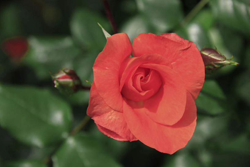 无人,横图,俯视,室外,特写,白天,爱情,旅游,度假,幸福,纯洁,热情,美景,玫瑰,叶子,日本,亚洲,朦胧,模糊,盛开,景观,绿叶,玫瑰花,浪漫,花蕾,娱乐,花,花瓣,花朵,鲜花,一朵,红色,自然,花苞,花蕊,享受,休闲,温暖,温馨,嫩叶,景色,恩爱,放松,和睦,自然风光,感动,东亚,本州,关东地方,本州岛,日本国,崎玉,崎玉县,尊敬,天真,刺玫花,徘徊花,叶,叶片,彩图,高角度拍摄,融洽