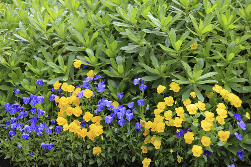 无人,横图,俯视,室外,特写,白天,旅游,度假,美景,叶子,许多,朦胧,模糊,盛开,景观,绿叶,花蕾,娱乐,花,花瓣,花朵,鲜花,黄色,紫色,自然,花苞,花蕊,享受,休闲,嫩叶,景色,放松,自然风光,叶,叶片,彩图,高角度拍摄