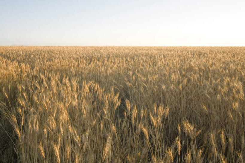 无人,农田,横图,全景,俯视,室外,白天,旅游,度假,农业,庄稼,农作物,美景,秋季,天际线,北海道,日本,亚洲,丰收,朦胧,模糊,稻田,地平线,景观,辽阔,地面,娱乐,蓝色,蓝天,天空,自然,天,享受,休闲,景色,放松,收获,晴朗,一望无际,自然风光,延伸,东亚,万里无云,日本国,天地相交,北海道地方,北海道岛,美瑛町,美瑛,晴空,晴空万里,秋,秋天,彩图,高角度拍摄,耕地,庄稼田